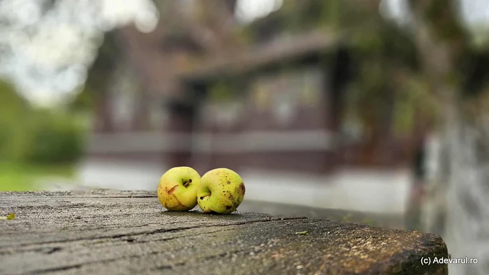 Mere de toamnă. Foto Daniel Guță