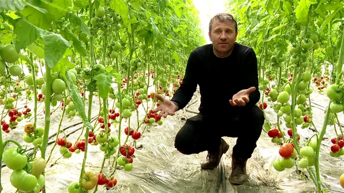 “Mai aşteptăm un pic până se coc tomatele”, spune fermierul Mircea Tatu. Foto: Iulian Bunilă