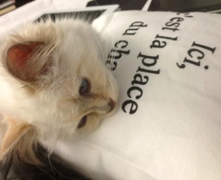 Choupette 1