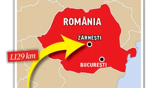 Cei doi urşi au parcurs  mai bine de 1 100 km  până la Zărneşti jpeg