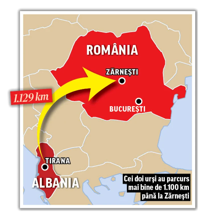 Cei doi urşi au parcurs  mai bine de 1.100 km  până la Zărneşti