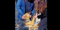 catelusa pierduta foto Captură video IPJ Hunedoara jpg
