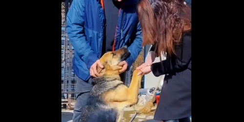 catelusa pierduta foto Captură video IPJ Hunedoara jpg
