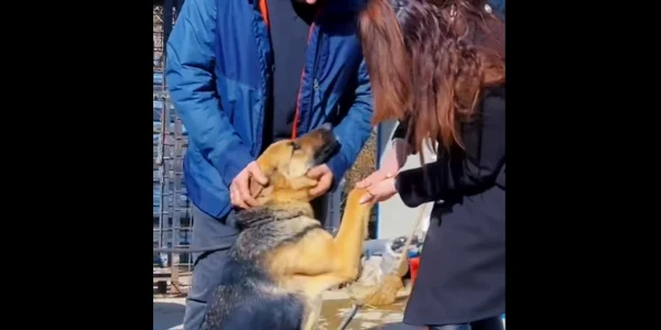 catelusa pierduta foto Captură video IPJ Hunedoara jpg