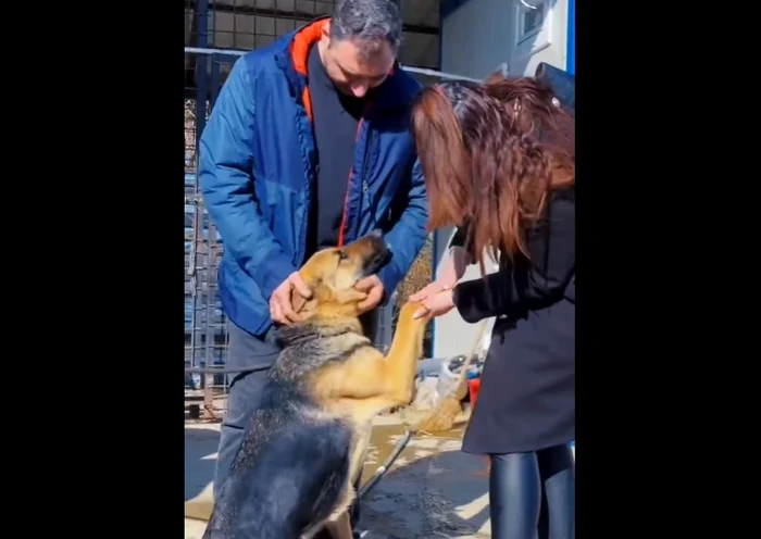 Lassie s-a întors acasă Foto: Captură video IPJ Hunedoara/Facebook