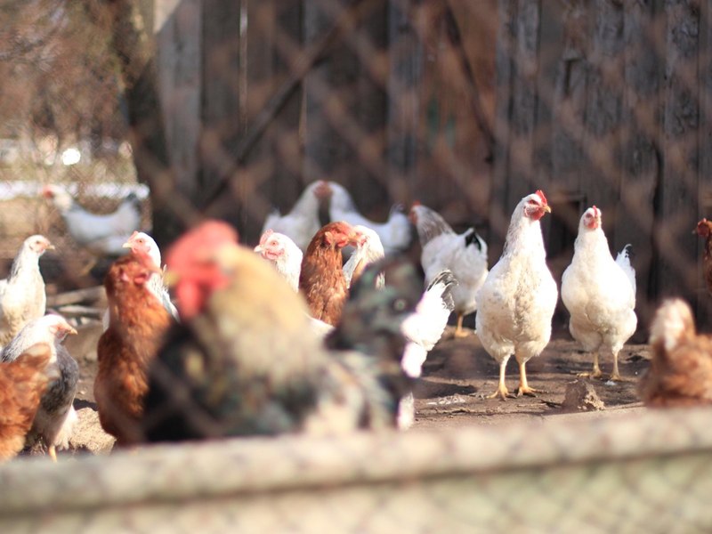 Regulile pe care românii trebuie să le respecte când cresc animale. Câte păsări au voie să țină în curte