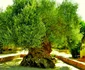 Măslinul Vouves din Creta Grecia Foto TheNewCrete jpg