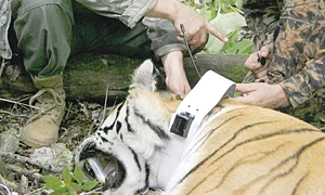 2013 Preşedintele rus  se joacă precum  un copil cu  Yume şi Buffy (Fotografii: reuters) jpeg