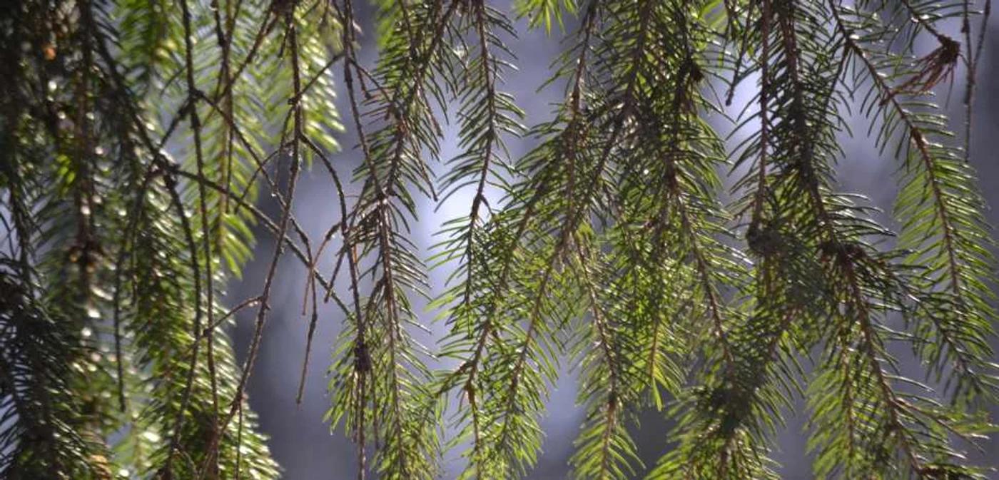 Doi hoţi de lemne au fost arestaţi la domiciliu după ce au furat 83 de arbori de esenţă răşinoasă