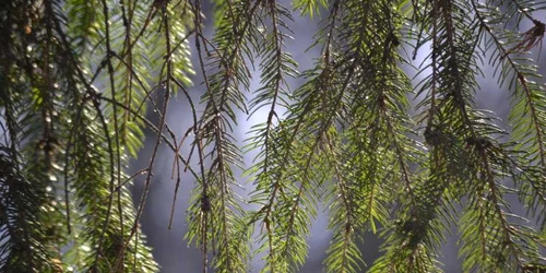 Doi hoţi de lemne au fost arestaţi la domiciliu după ce au furat 83 de arbori de esenţă răşinoasă