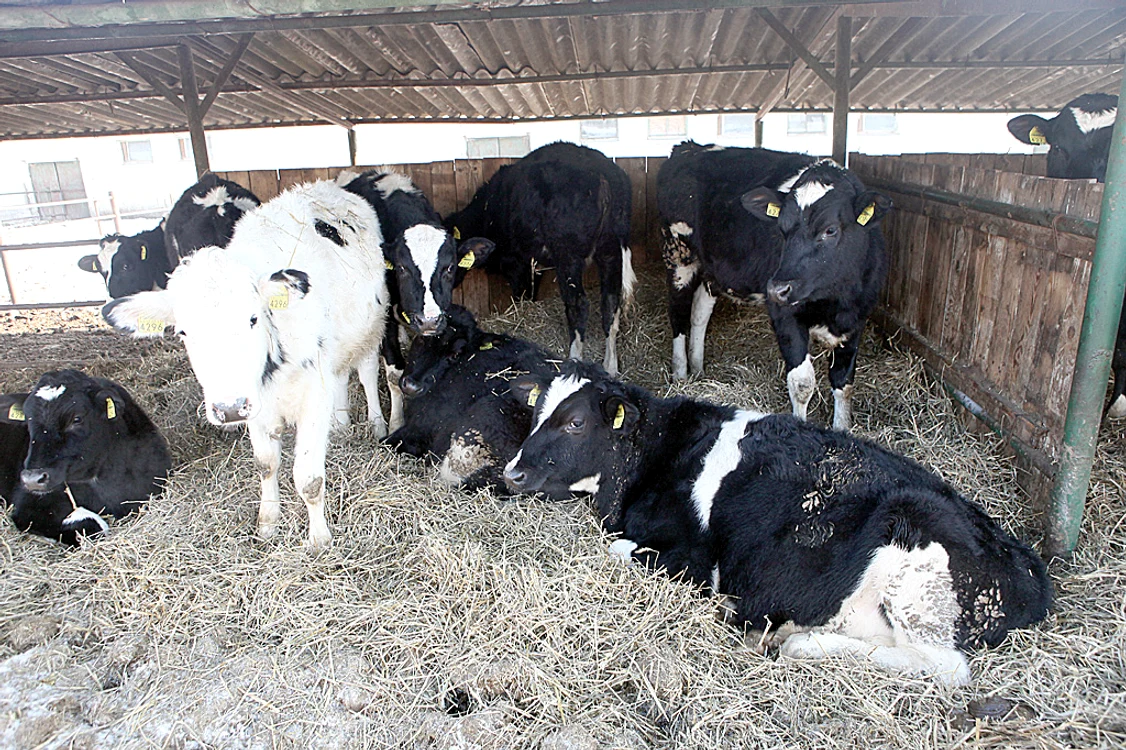 Văcuțele Holstein se odihnesc pe patul din straturi de fân