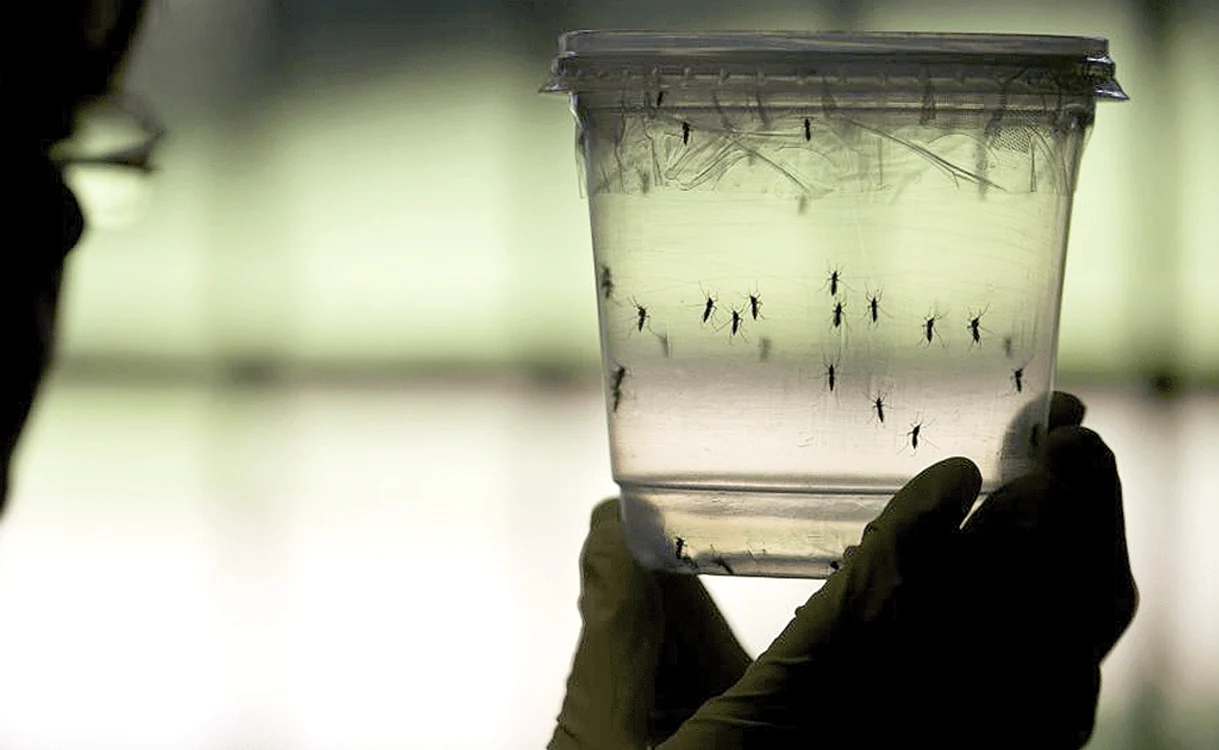 
    O bucureşteancă de 27 de ani care a fost în Martinica e prima româncă infectată cu temutul germen transmis de ţânţari   
