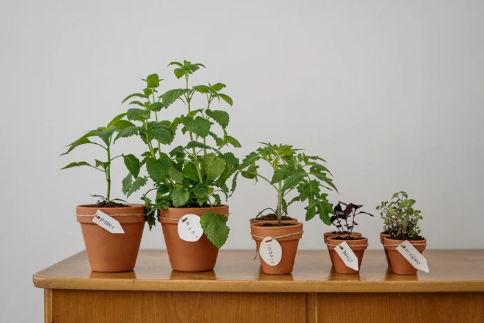 Ierburi aromatice pentru balconul tău.