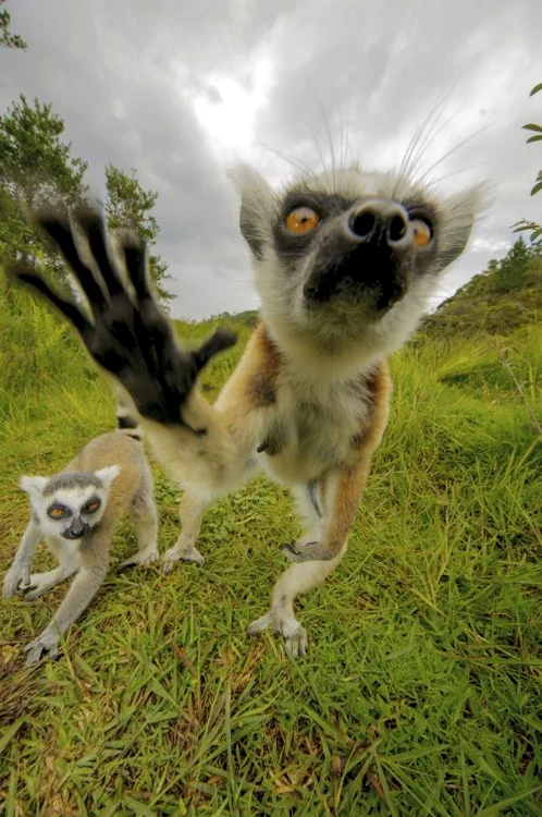 Lemurienii din Madagascar (FOTO CATERS)