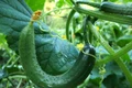 cucumber 1681504 1280 jpg