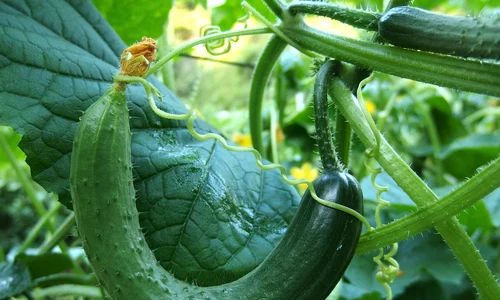 cucumber 1681504 1280 jpg