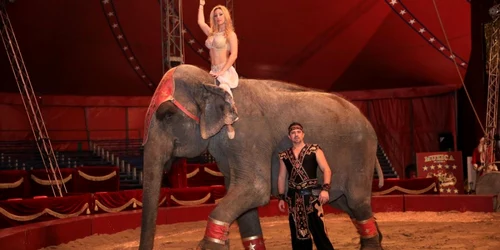 Circul Americano Vargas din Mamaia cu elefantul Gaia şi dresorii Surs Facebook CAV