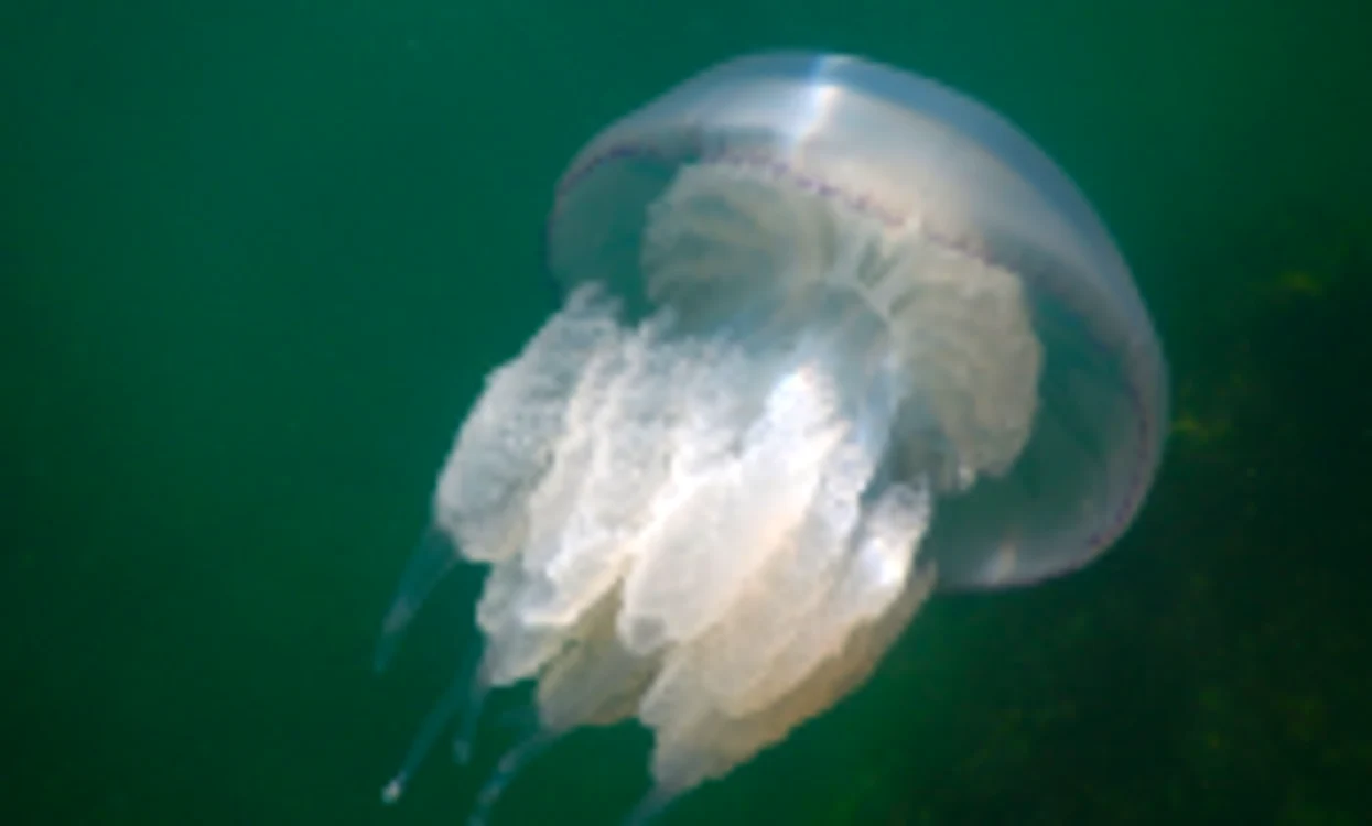 Meduzele din Marea Neagră Sursa INCDM Grigore Antipa