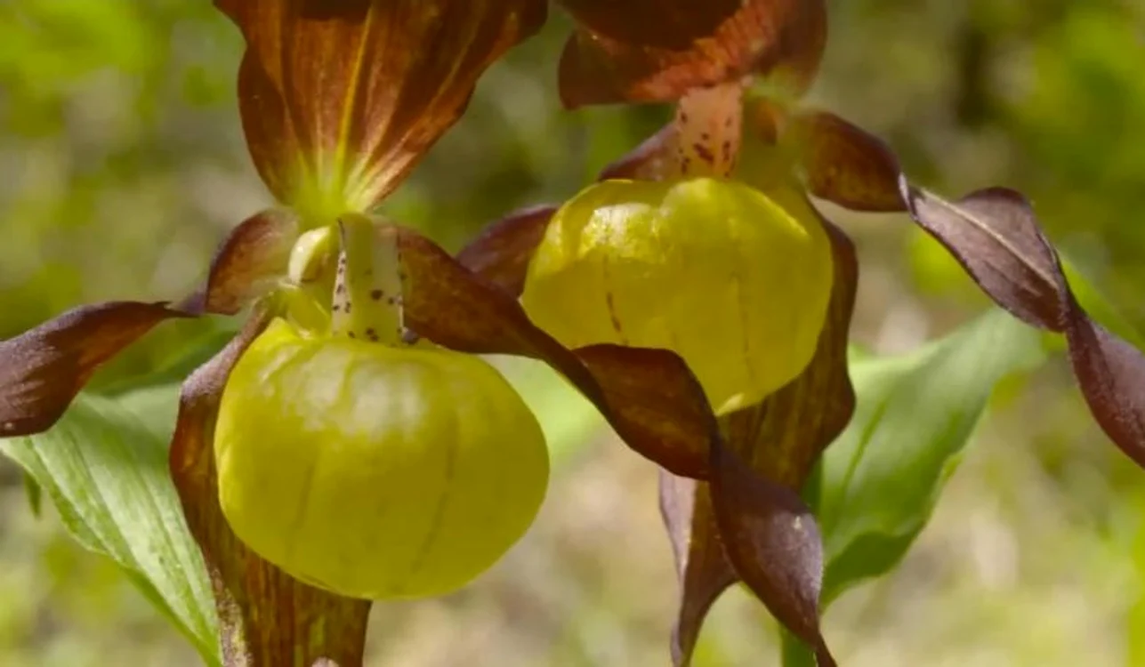 Papucul Doameni, planta spectaculoasă din Apuseni FOTO captură video Youtube