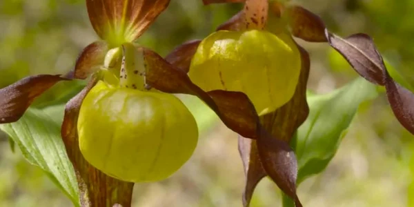 planta apuseni jpg