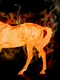 fiery horse jpg