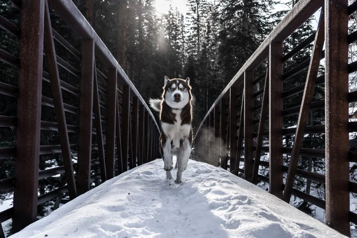 Unele rase de câini sunt foarte greu de dresat. Foto: arhiva.