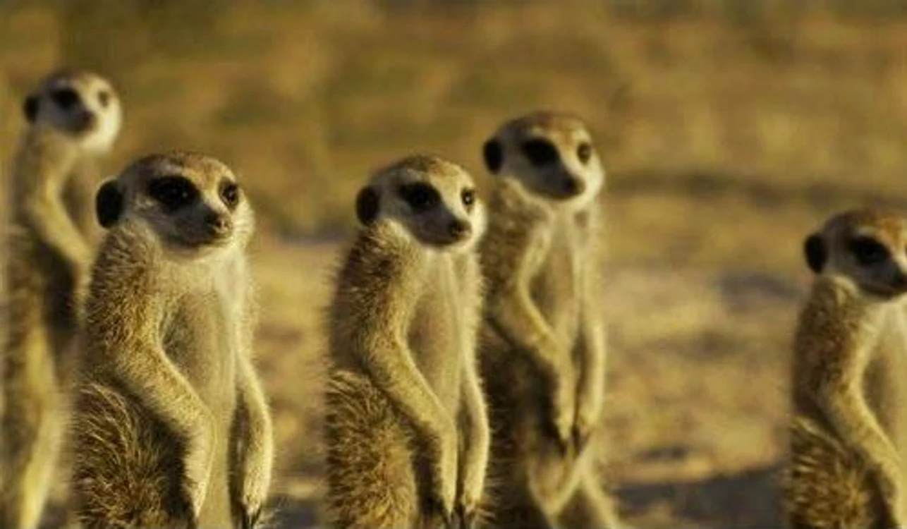 Suricate fără gât