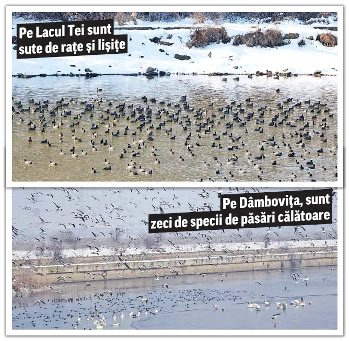 Voluntarii le-au adus păsărilor pâine şi grăunţefotografii: Florin Chirilă/ Sever Gheorghe/ Sorin Pană