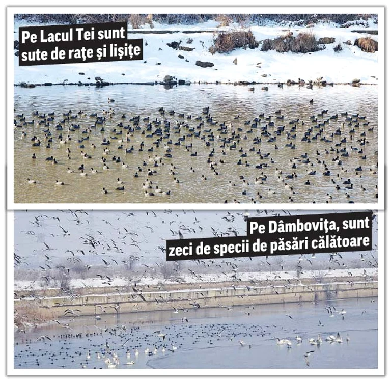 Voluntarii le-au adus păsărilor pâine şi grăunţefotografii: Florin Chirilă/ Sever Gheorghe/ Sorin Pană