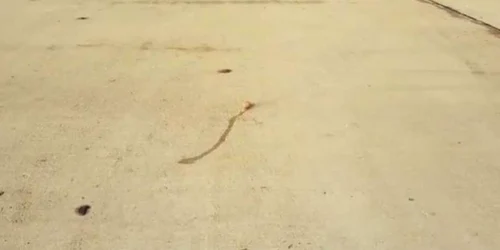 Pista Aeroportului tranzitată de melci