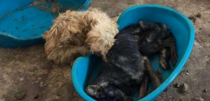Câinii au fost înfometaţi până la moarte Sursa foto: Asociaţia Milioane de Prieteni Braşov