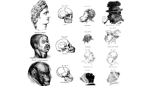 Teoriile rasiale în secolul XIX: apogeul rasismului „iluminat” jpeg