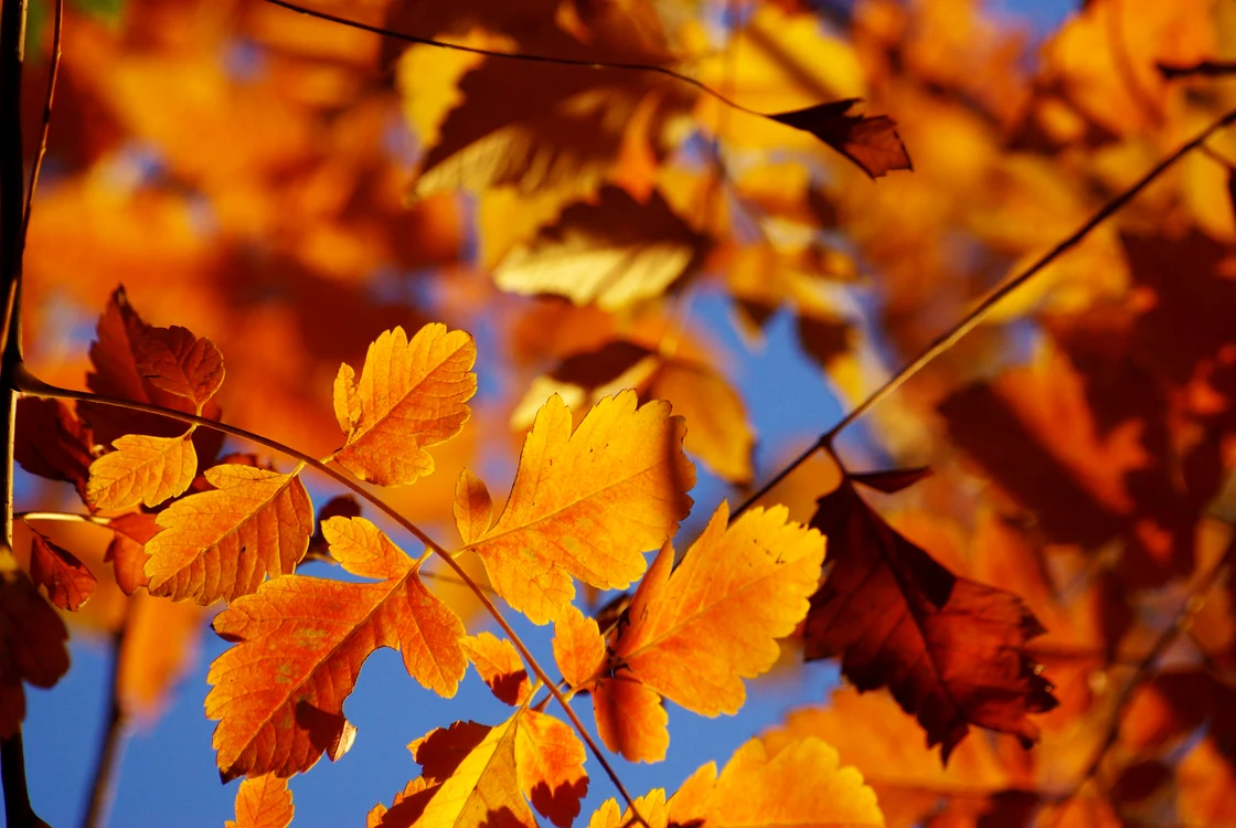 Foto: flickr