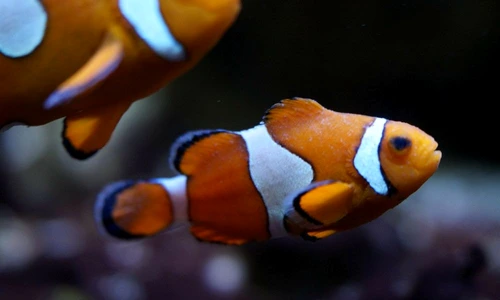 1 66856 original jpg jpeg