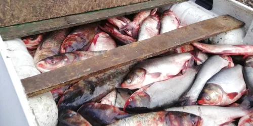 slobozia peste confiscat foto ipj ialomita