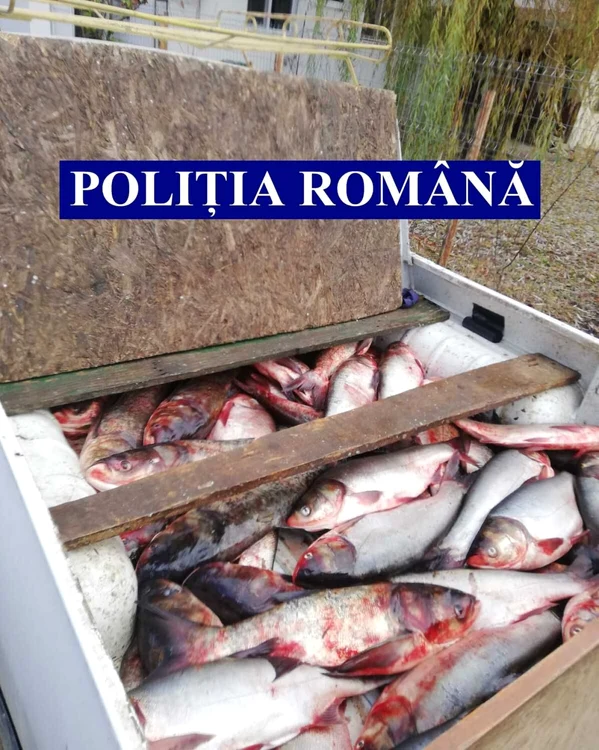 Peştele a fost confiscat de poliţişti FOTO IPJ Ialomiţa
