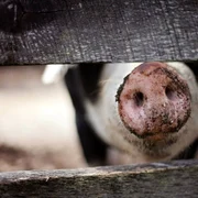 porc foto pixabay
