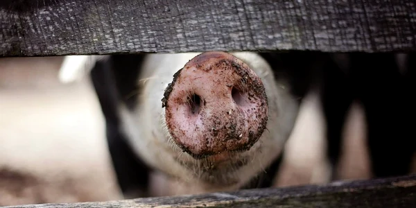 porc foto pixabay