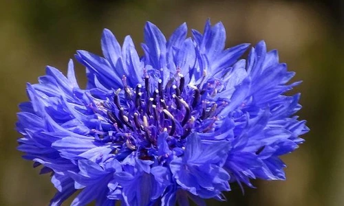 1 remedii cu albastrele jpg jpeg