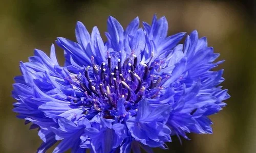 1 remedii cu albastrele jpg jpeg