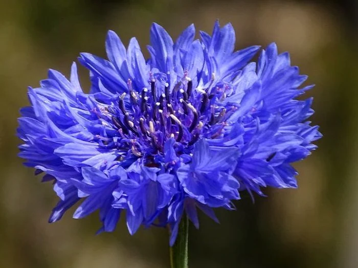 1 remedii cu albastrele jpg jpeg