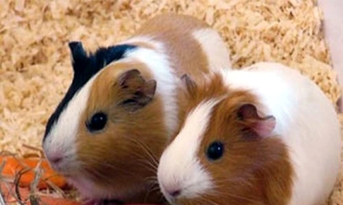 1 46845 original jpg jpeg