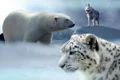 Ce animal esti in functie de semnul tau zodiacal  Sursa foto Pixabay jpg