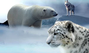 Ce animal esti in functie de semnul tau zodiacal  Sursa foto Pixabay jpg
