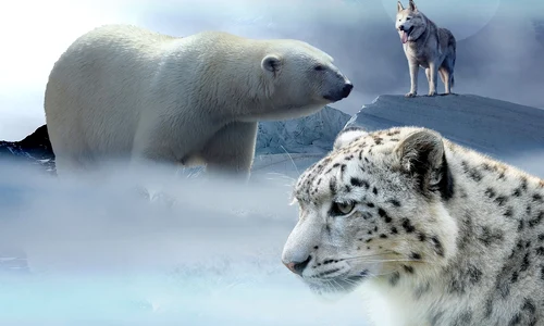 Ce animal esti in functie de semnul tau zodiacal  Sursa foto Pixabay jpg