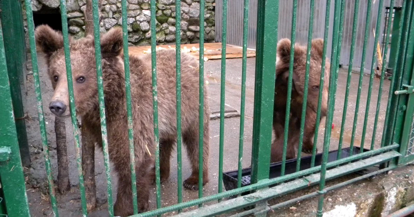 Baloo şi Udrea, urşii lui Nuţu Cămătaru. FOTO Adevărul Ploieşti