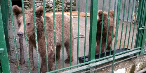 ursi nutu ploiesti