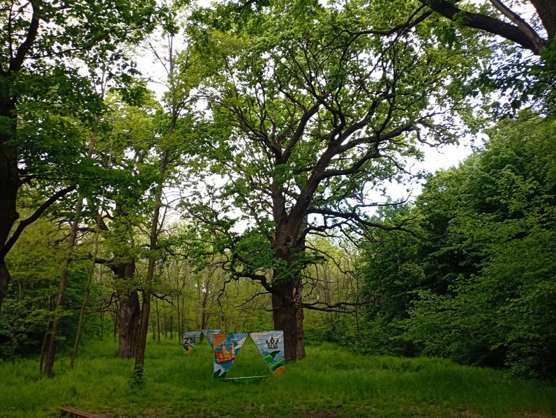 Locul de basm creat de Ștefan cel Mare în nordul Moldovei. Paradisul de pe malurile Prutului, cu arbori vechi de jumătate de mileniu