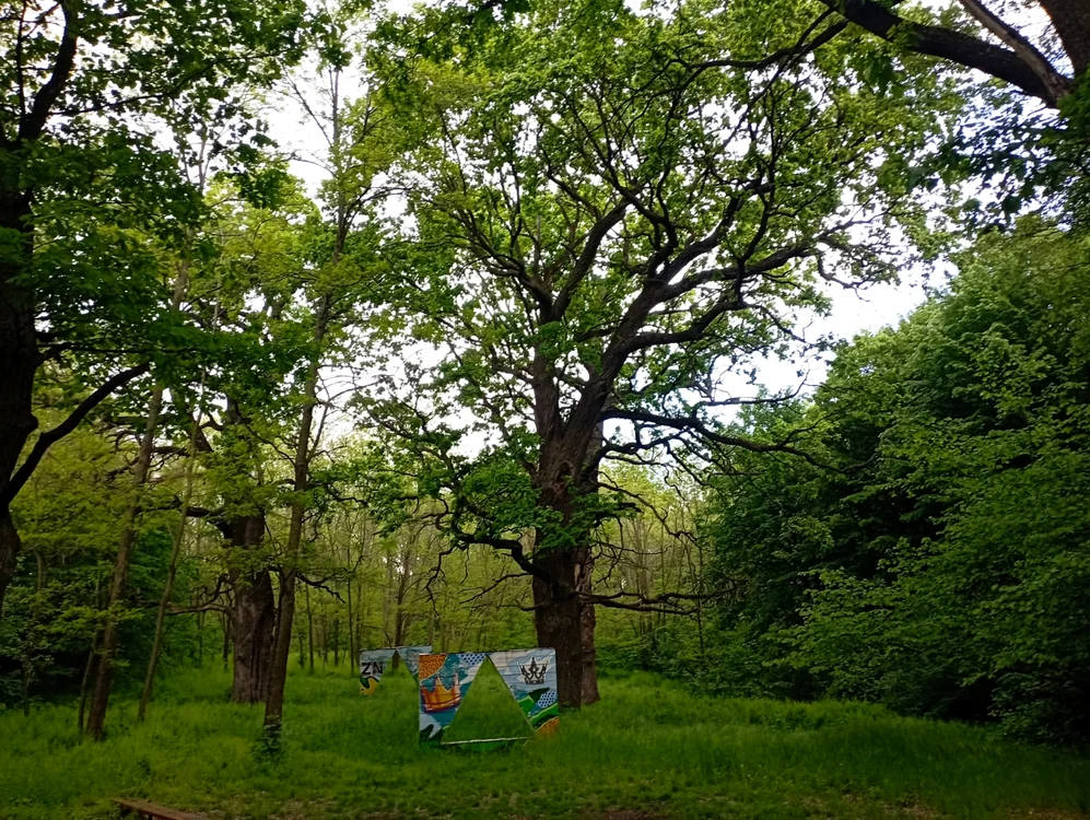 Poiana „Celor patru stejari” FOTO Cosmin Zamfirache