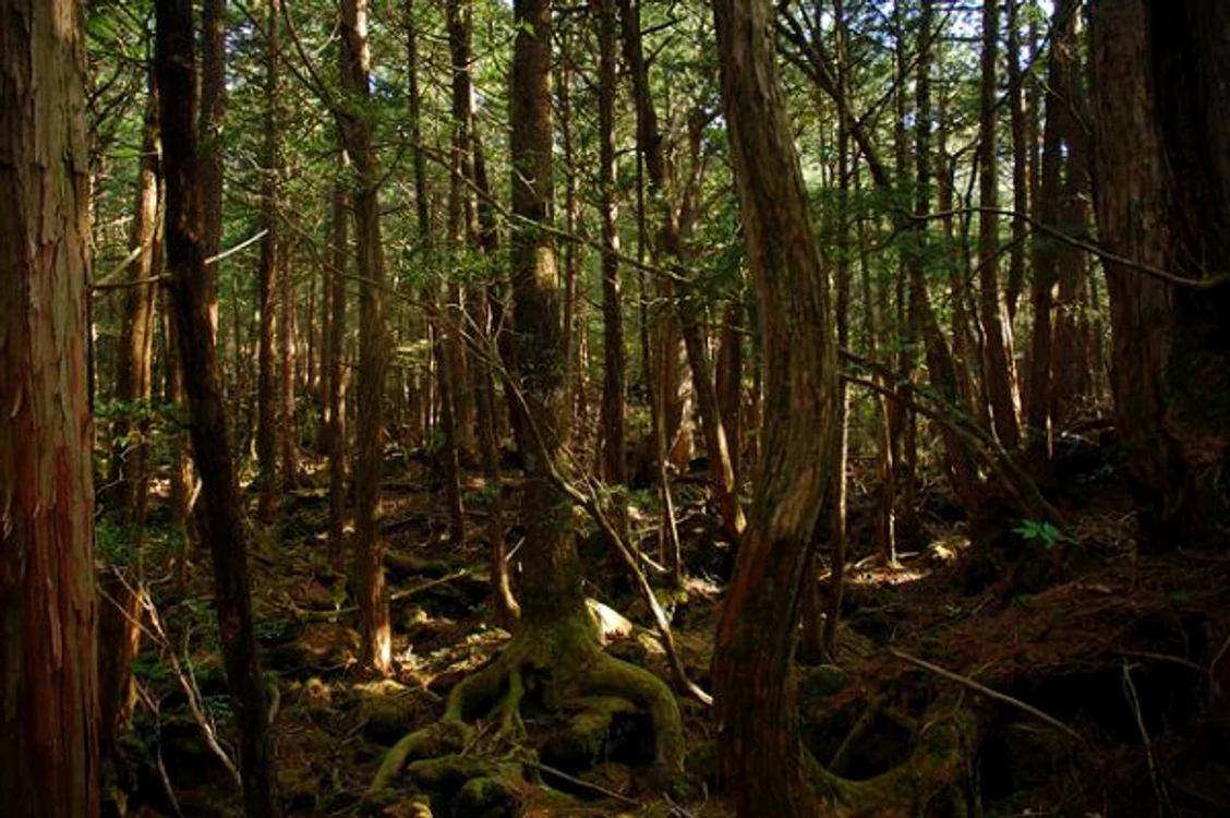 Sute de oameni aleg să se sinucidă în pădurea Aokigahara